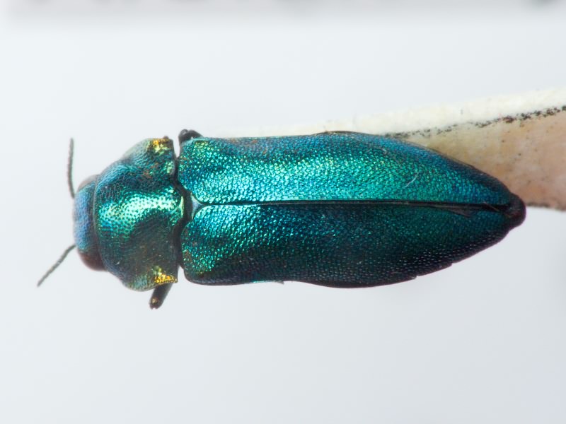 Meliboeus parvulus parvulus (Kuster, 1852)